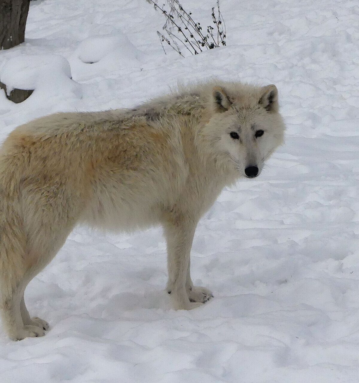 Hudson Wolf