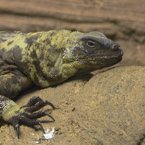 Chuckwalla