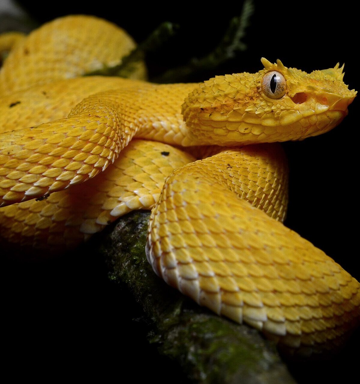 Eyelash Palm Pitviper