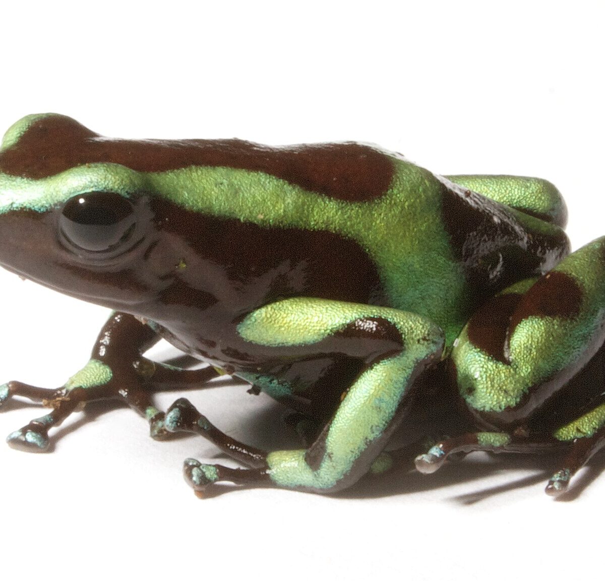 Green-and-black Poison Dart Frog