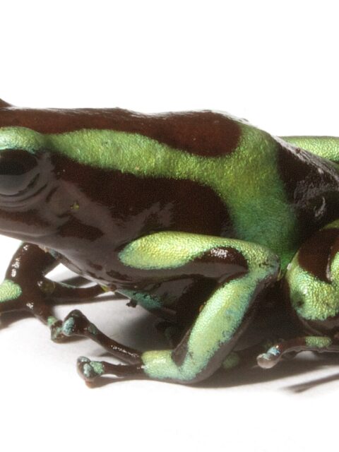 Green-and-black Poison Dart Frog