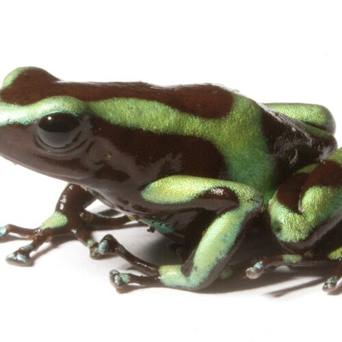 Dart Frog
