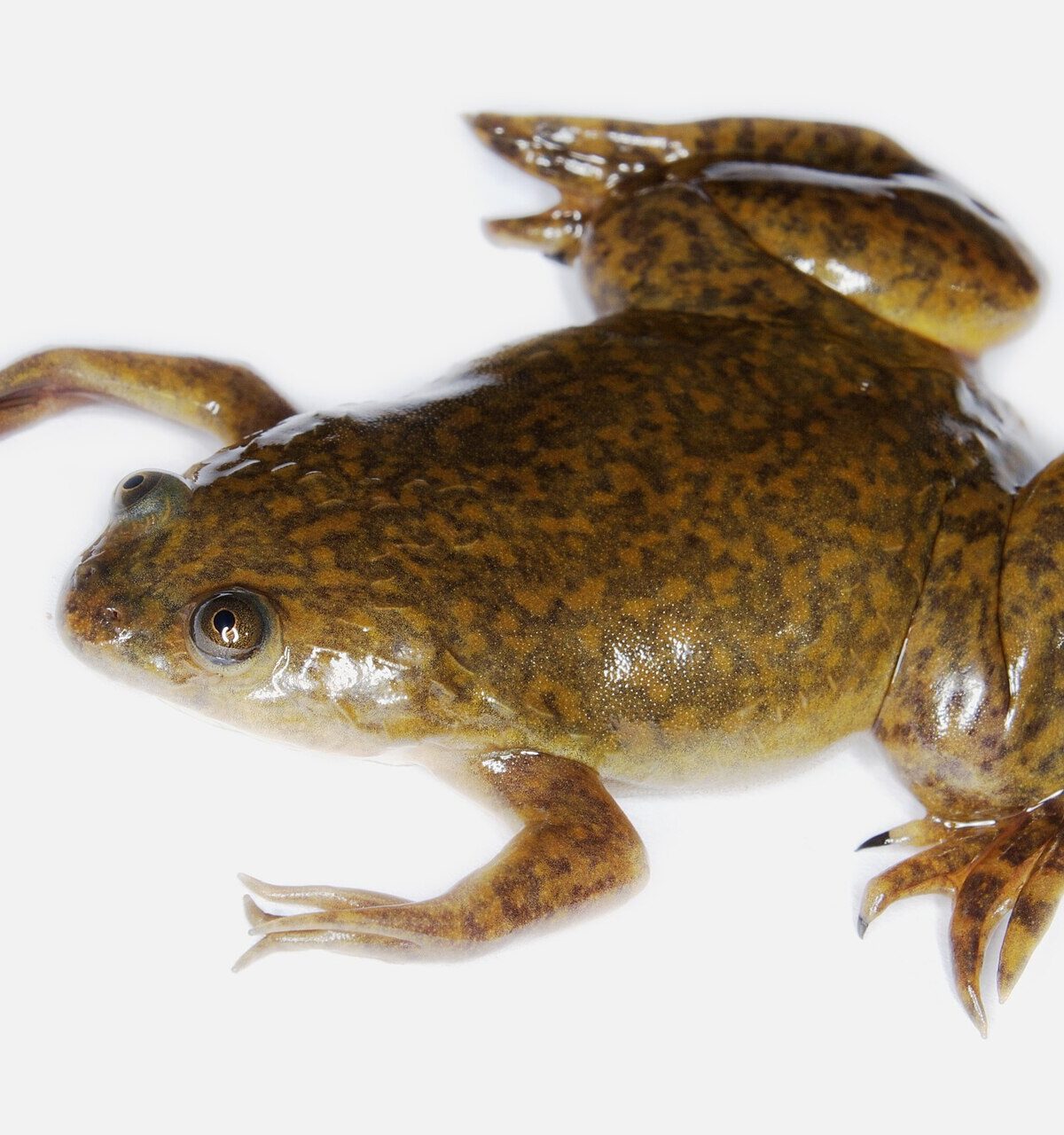 African Clawed Frog