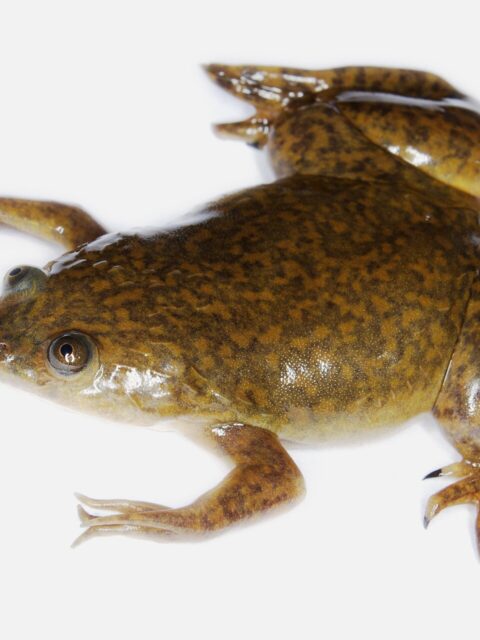 African Clawed Frog