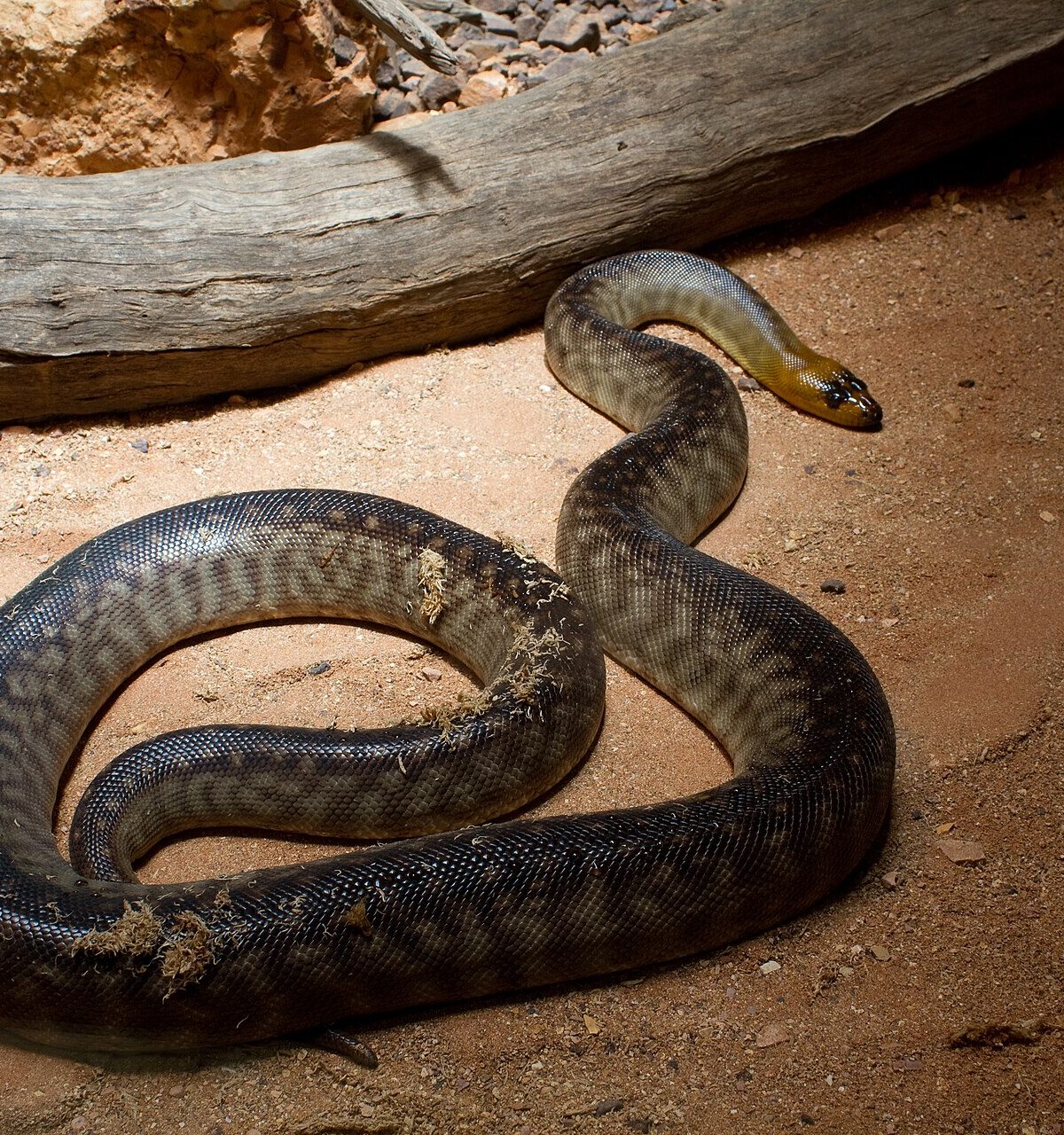Woma
