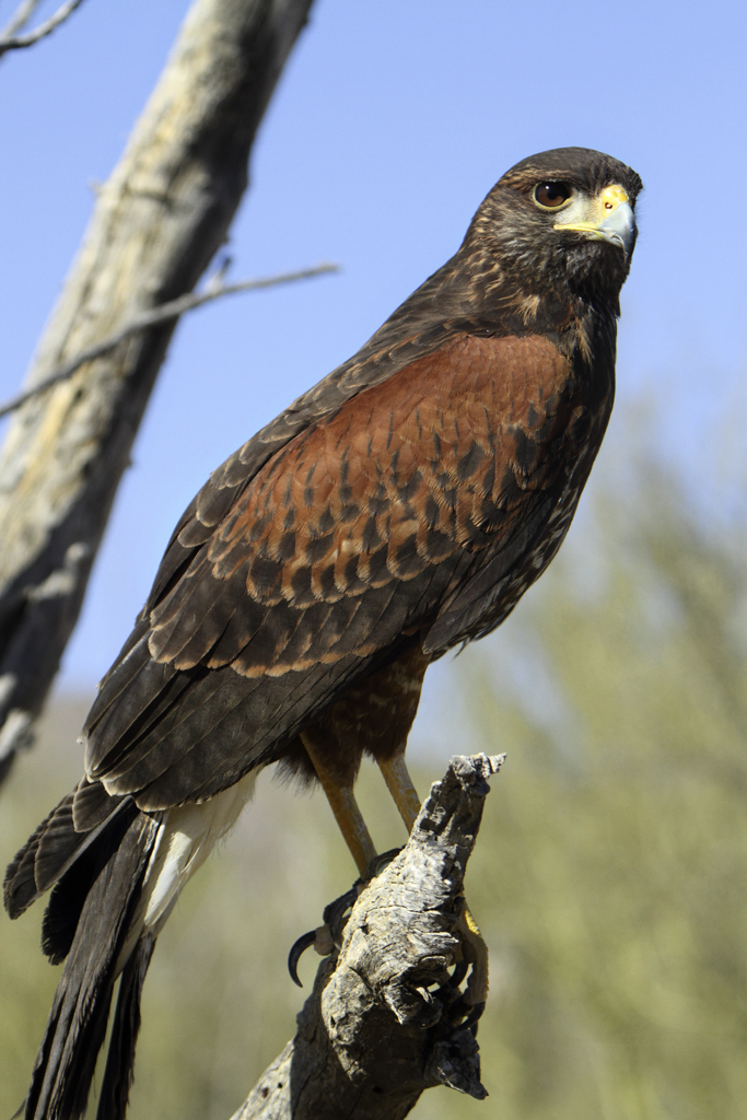 Harris' Hawk