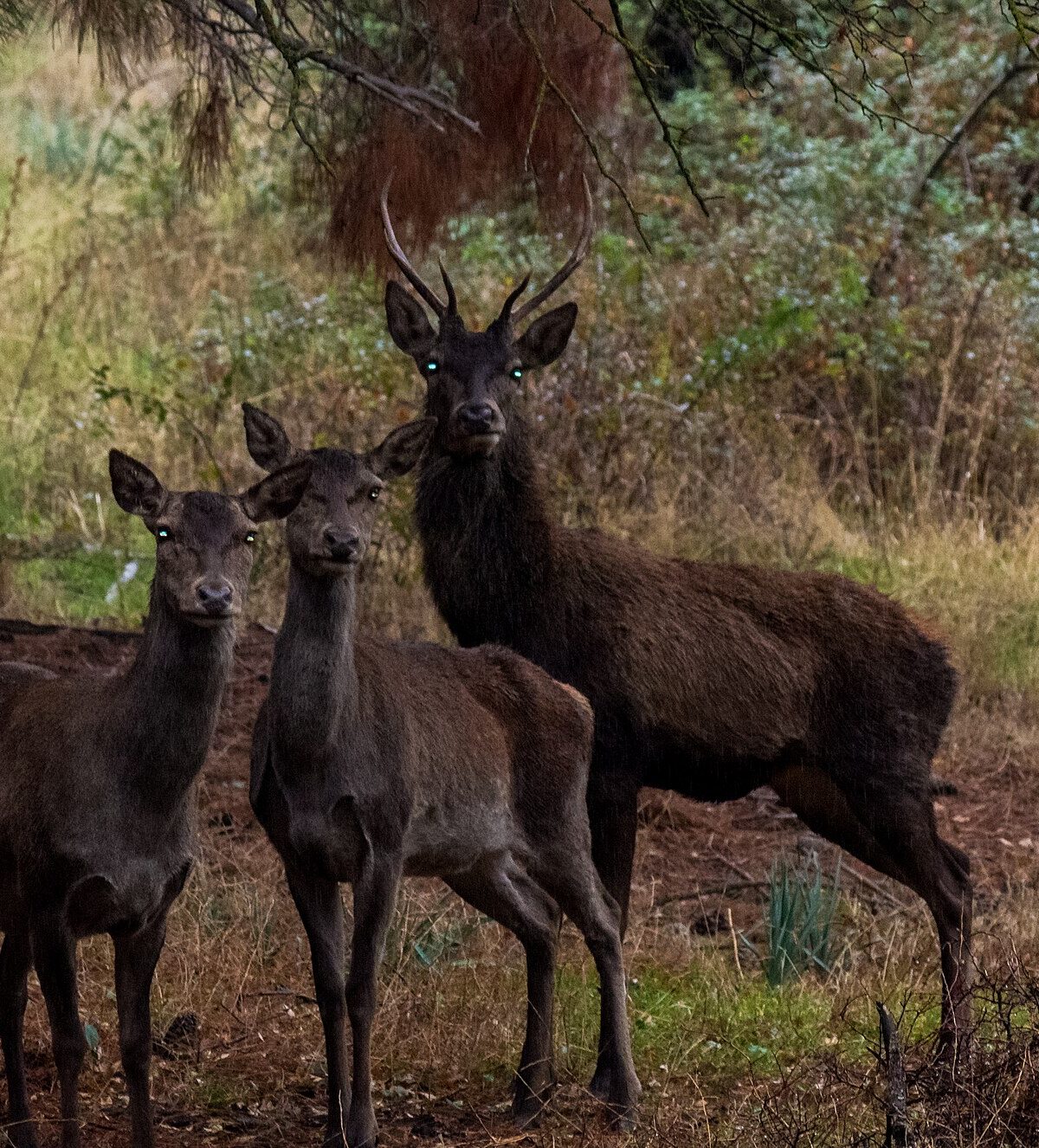 Barbary Deer