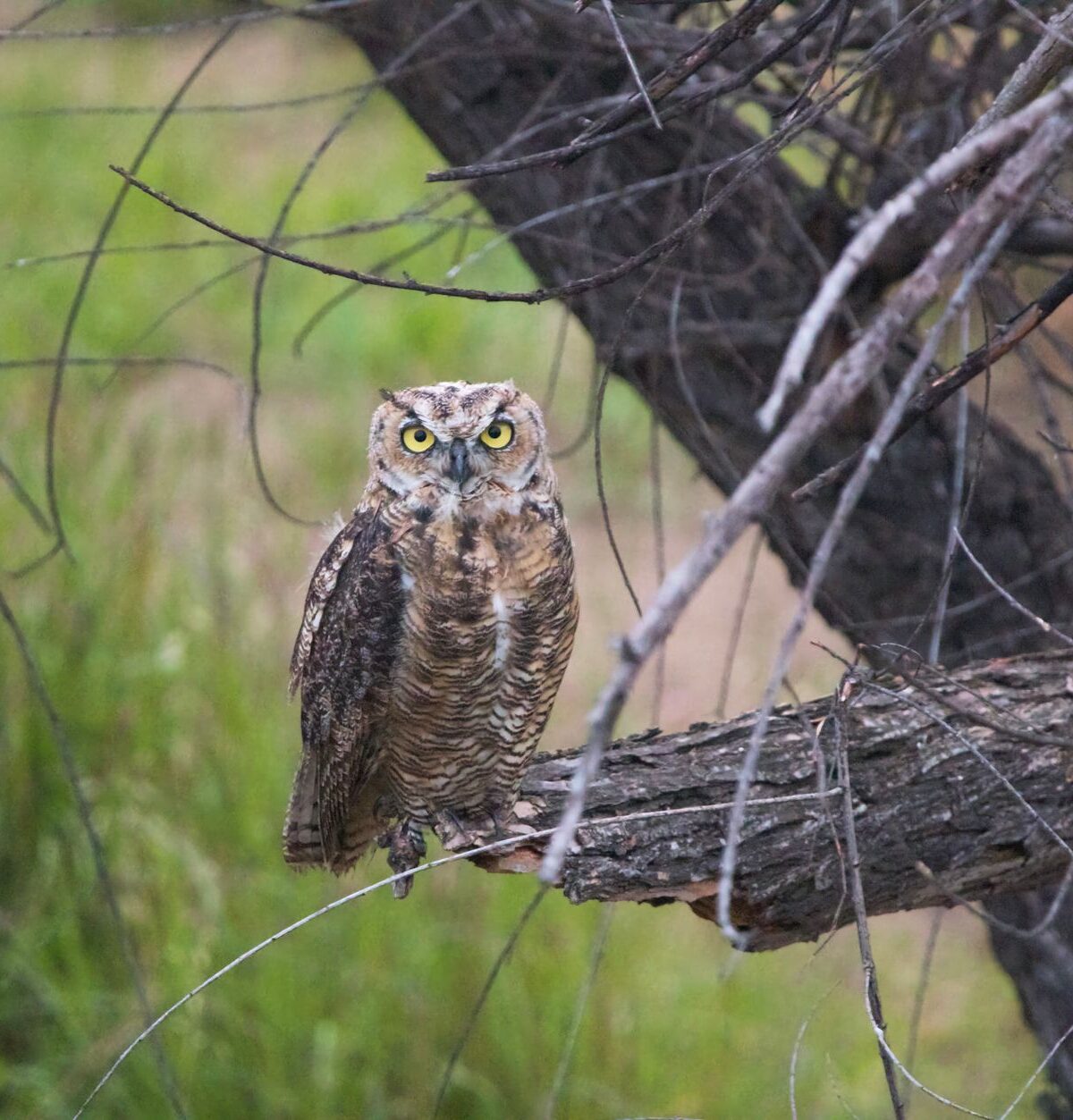 Great horned owl