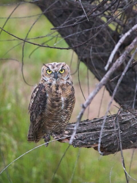 Great horned owl