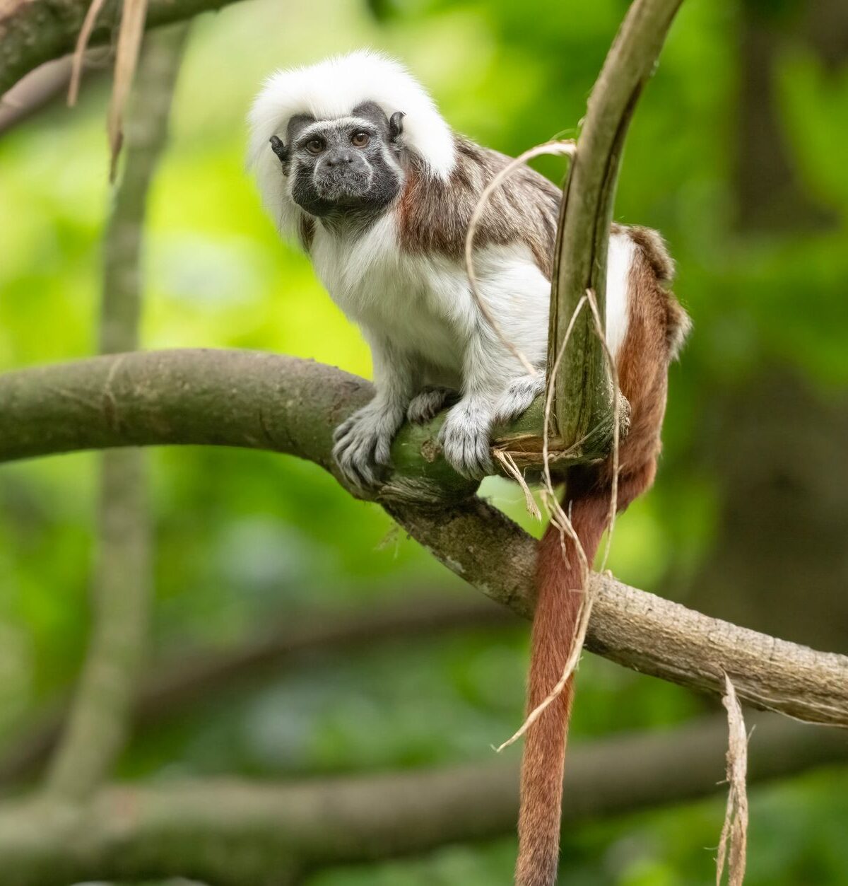 Tamarin