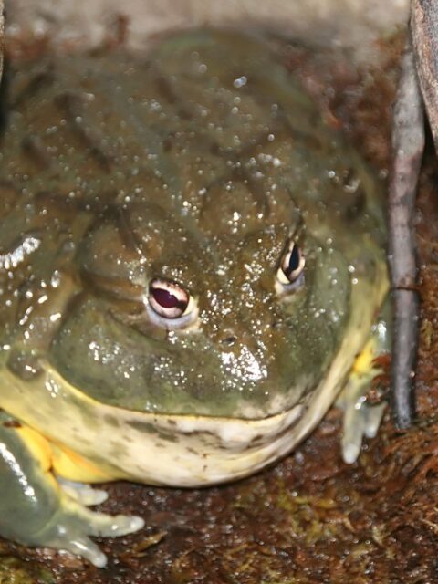 African Bullfrog