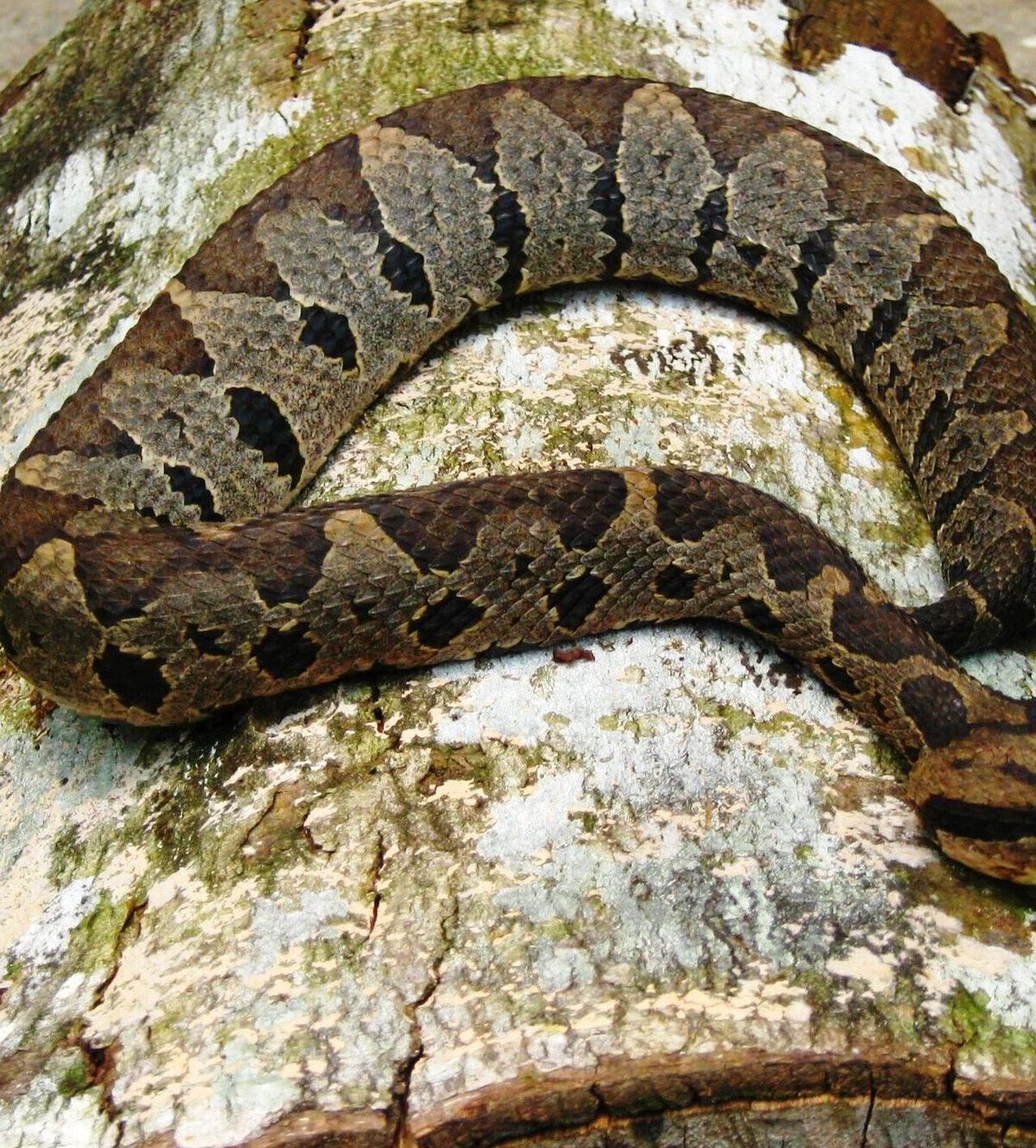 Tuxtlan Jumping Pitviper