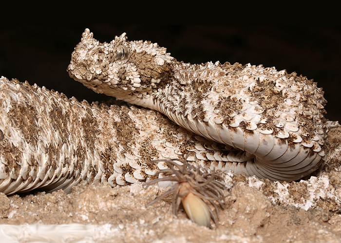 Fan-Si-Pan Horned Pitviper