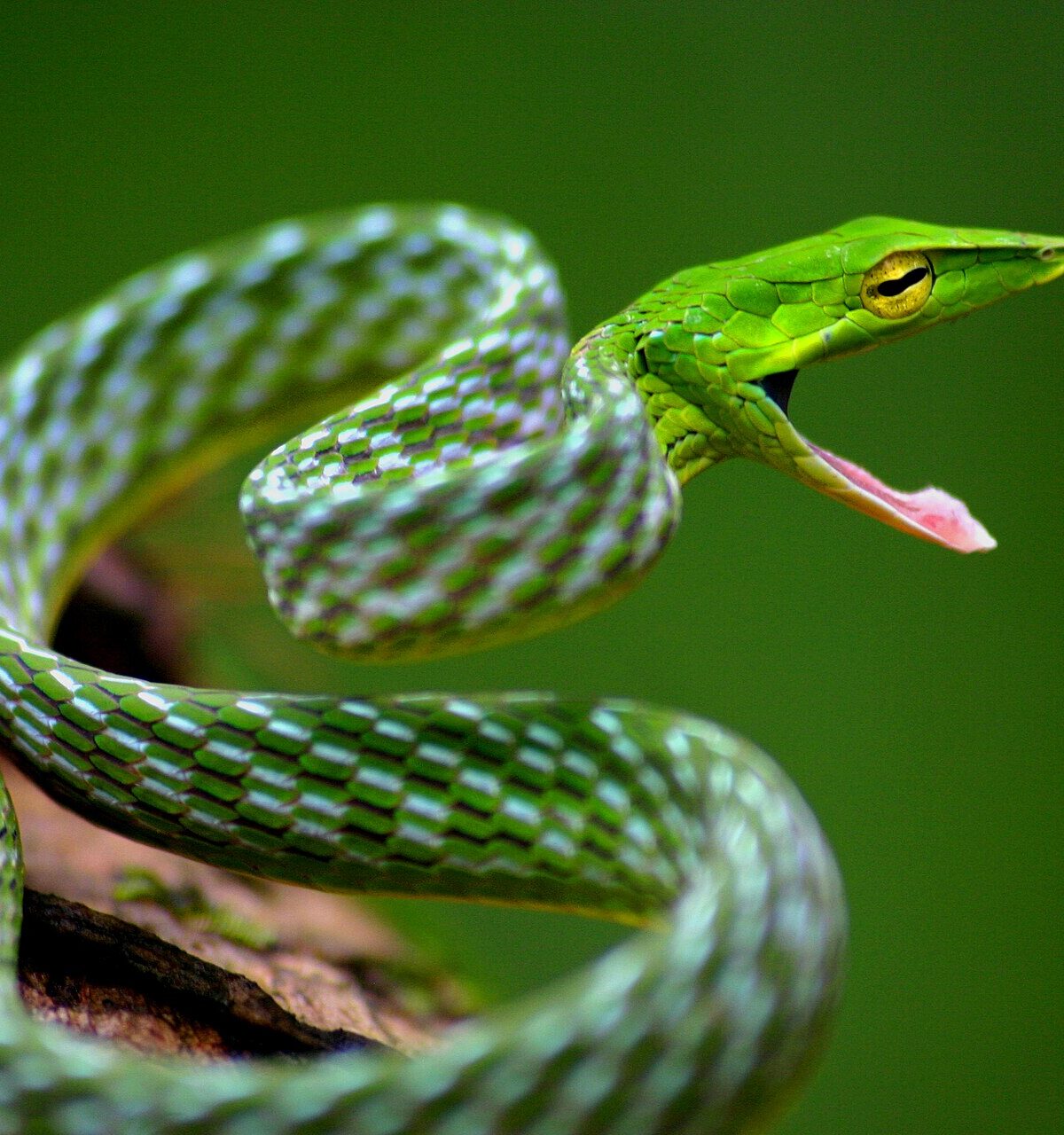 Sri Lankan Green Vine Snake