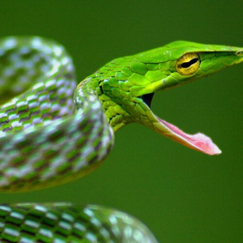 Vine Snake