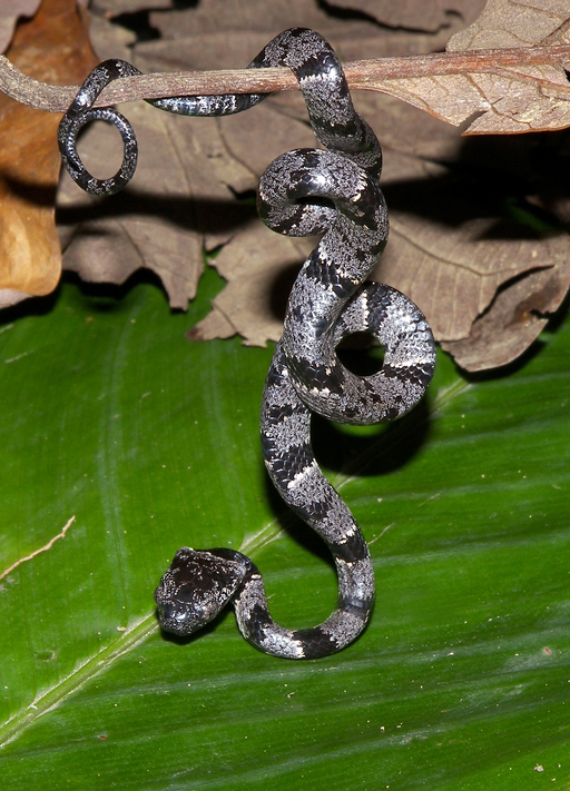 Blunt-Headed Slug-Eating Snake
