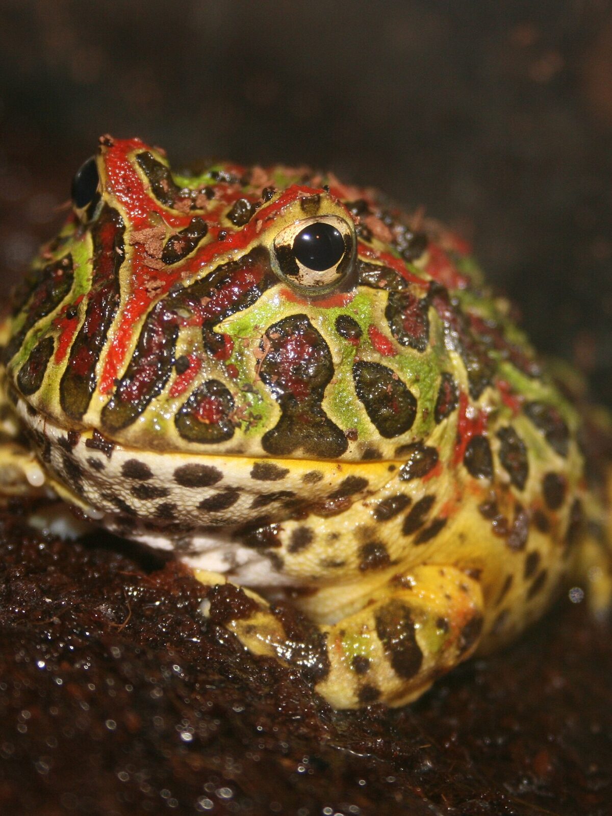 Long-Nosed Horned Frog