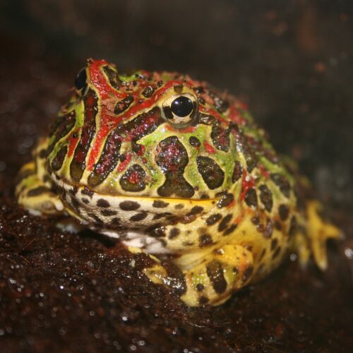 Horned Frog