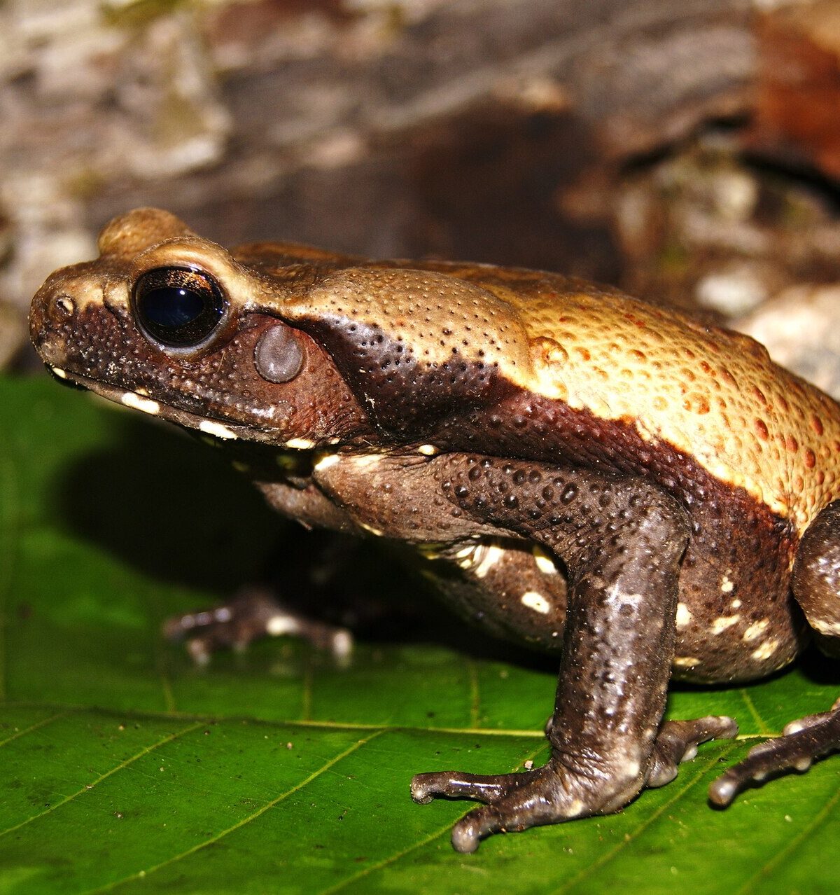 Smooth-Sided Toad
