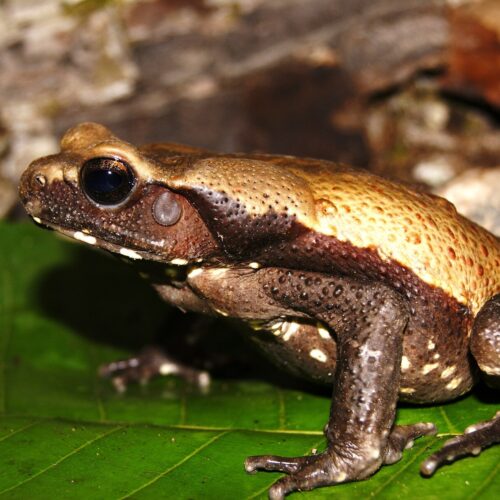Toad