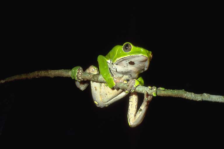 Giant Monkey Frog