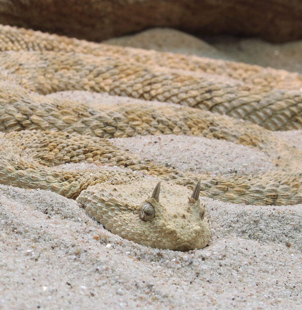 Saharan Horned Viper