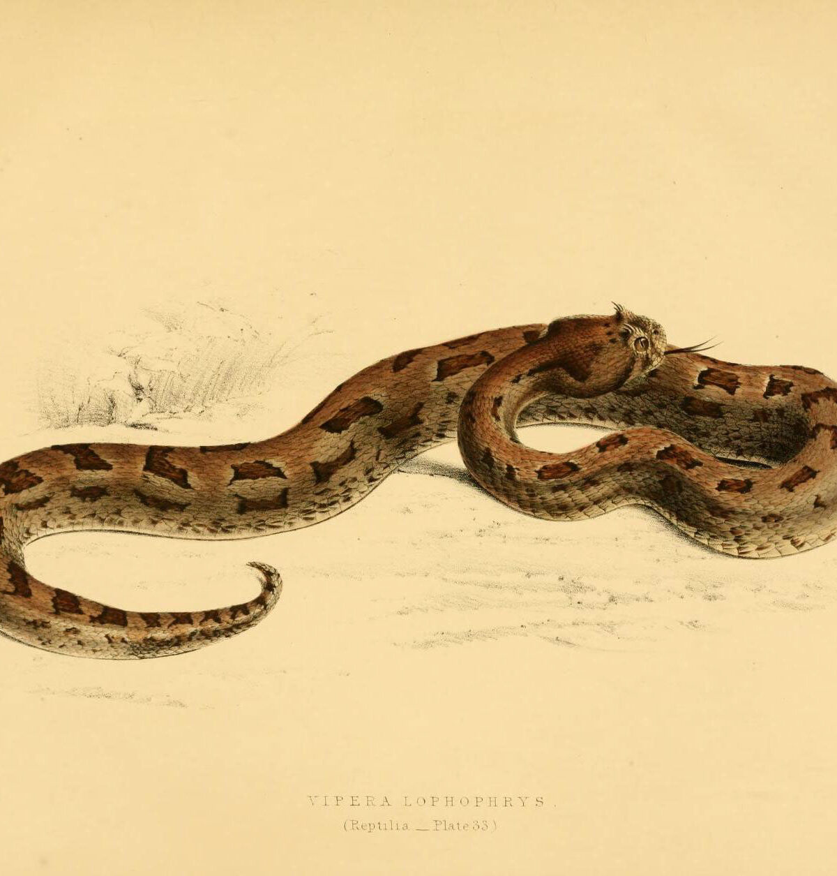Many-Horned Adder