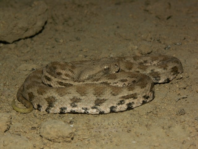 Sahara Sand Viper