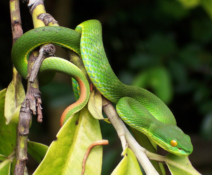 White-Lipped Pit Viper