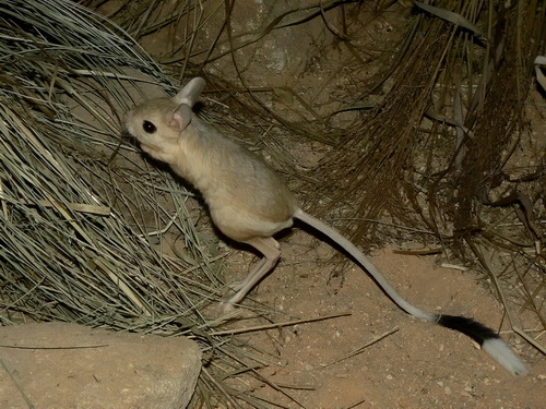 Greater Egyptian Jerboa