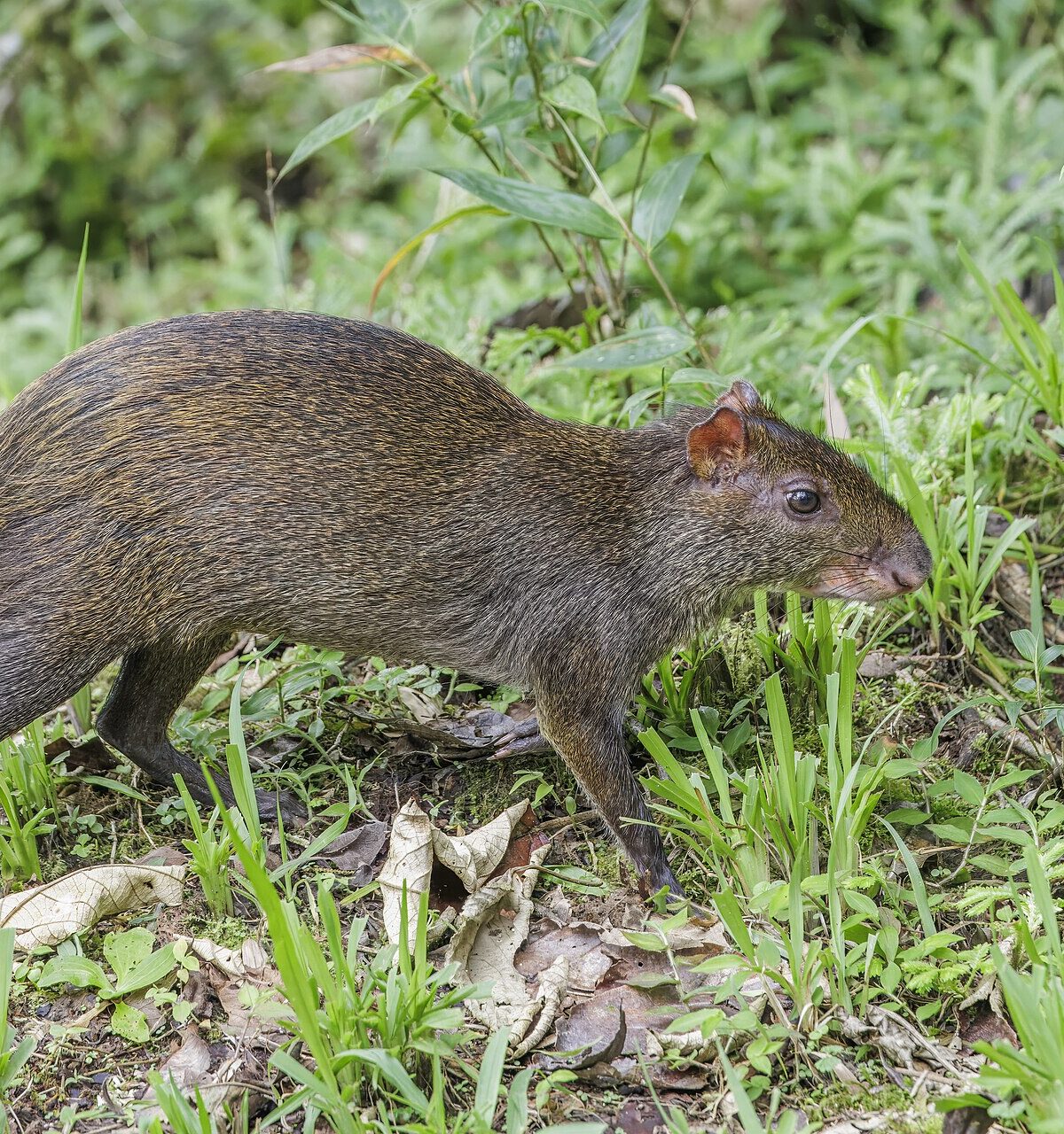 Central American Agouti