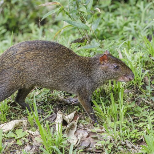 Agouti