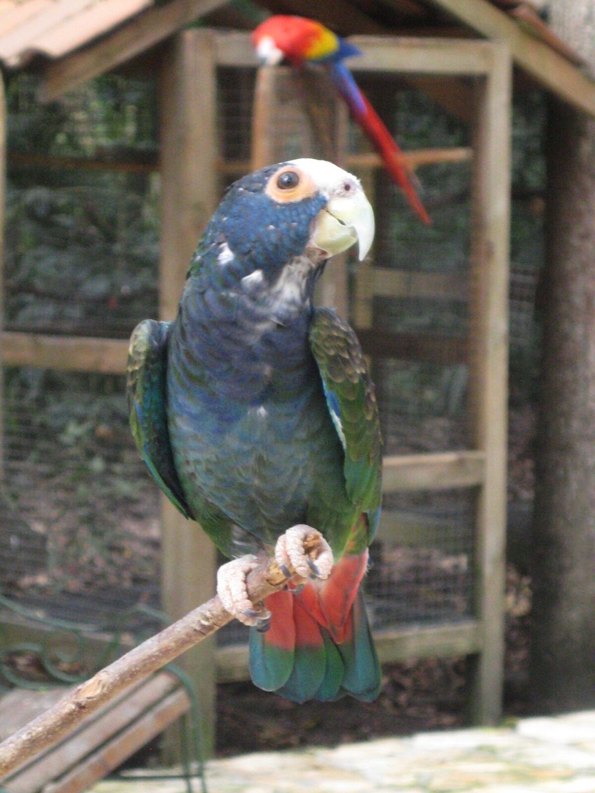 White-Crowned Parrot
