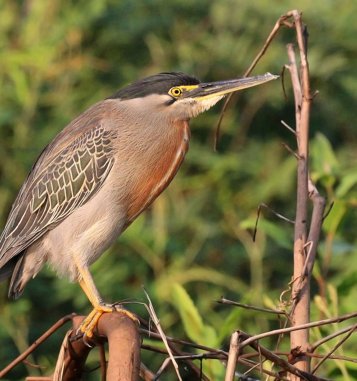 Green-Backed Heron