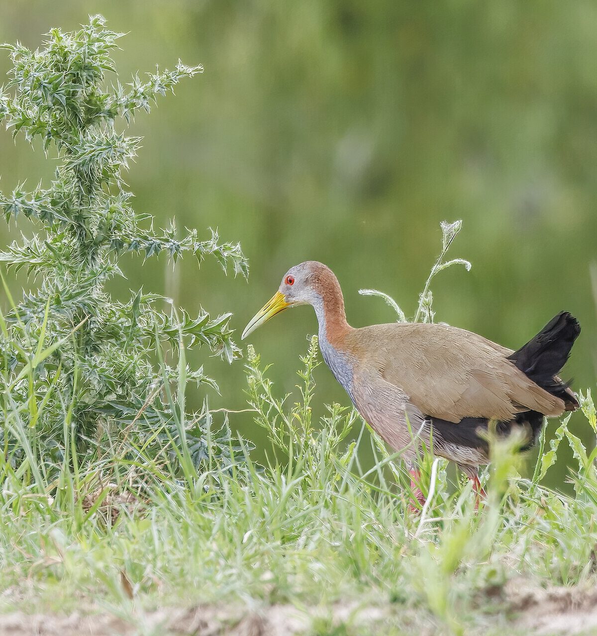 Giant Wood Rail
