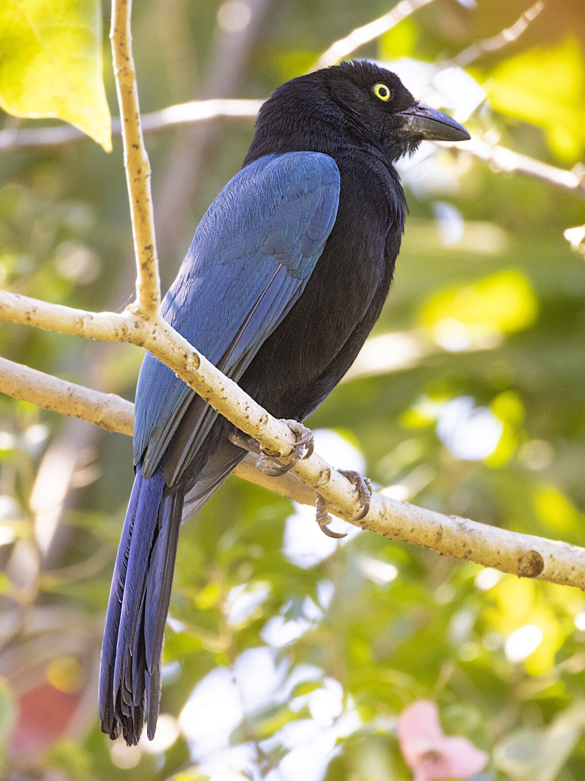 San Blas Jay