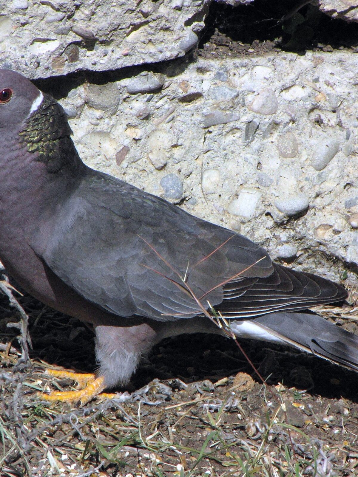 Band-Tailed Pigeon