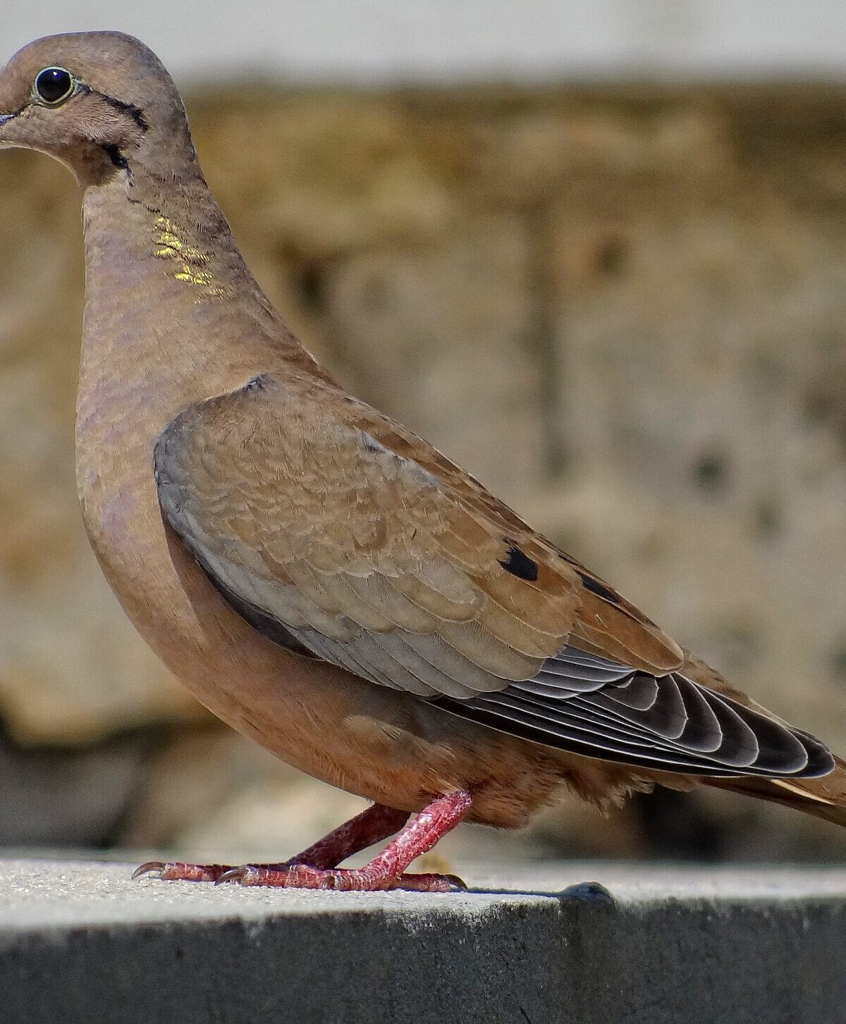 Eared Dove