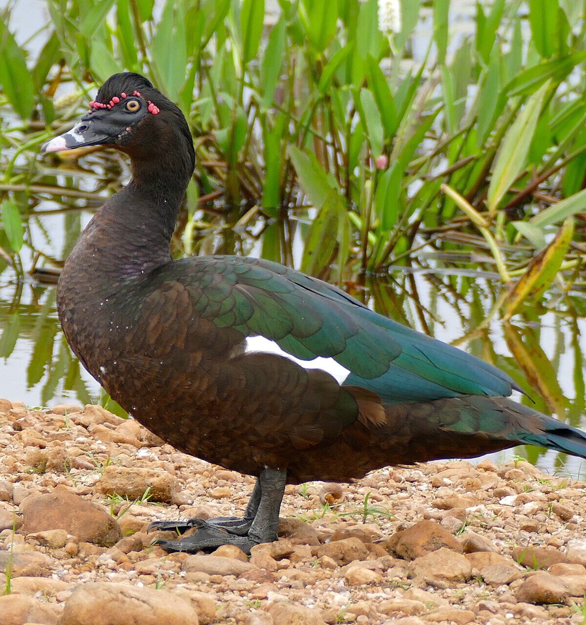 Domestic Muscovy Duck