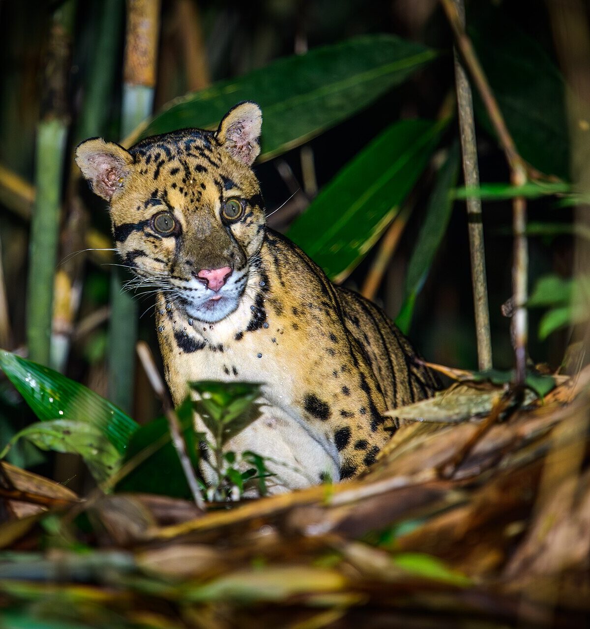 Indochinese Clouded Leopard