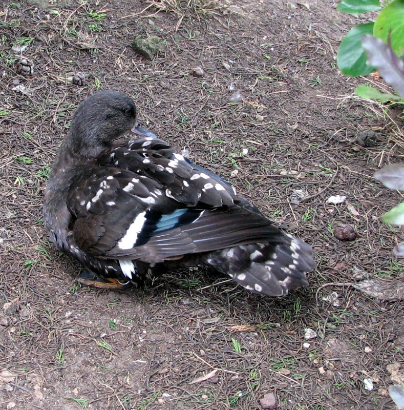 South African Black Duck