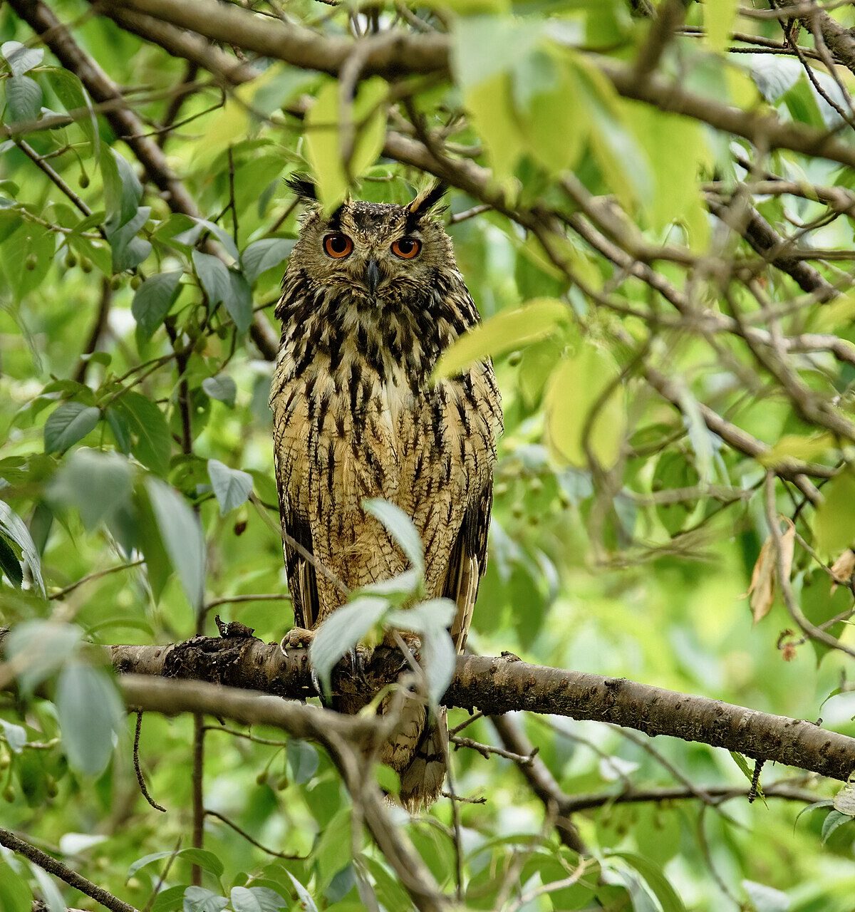 Bengal Eagle-Owl