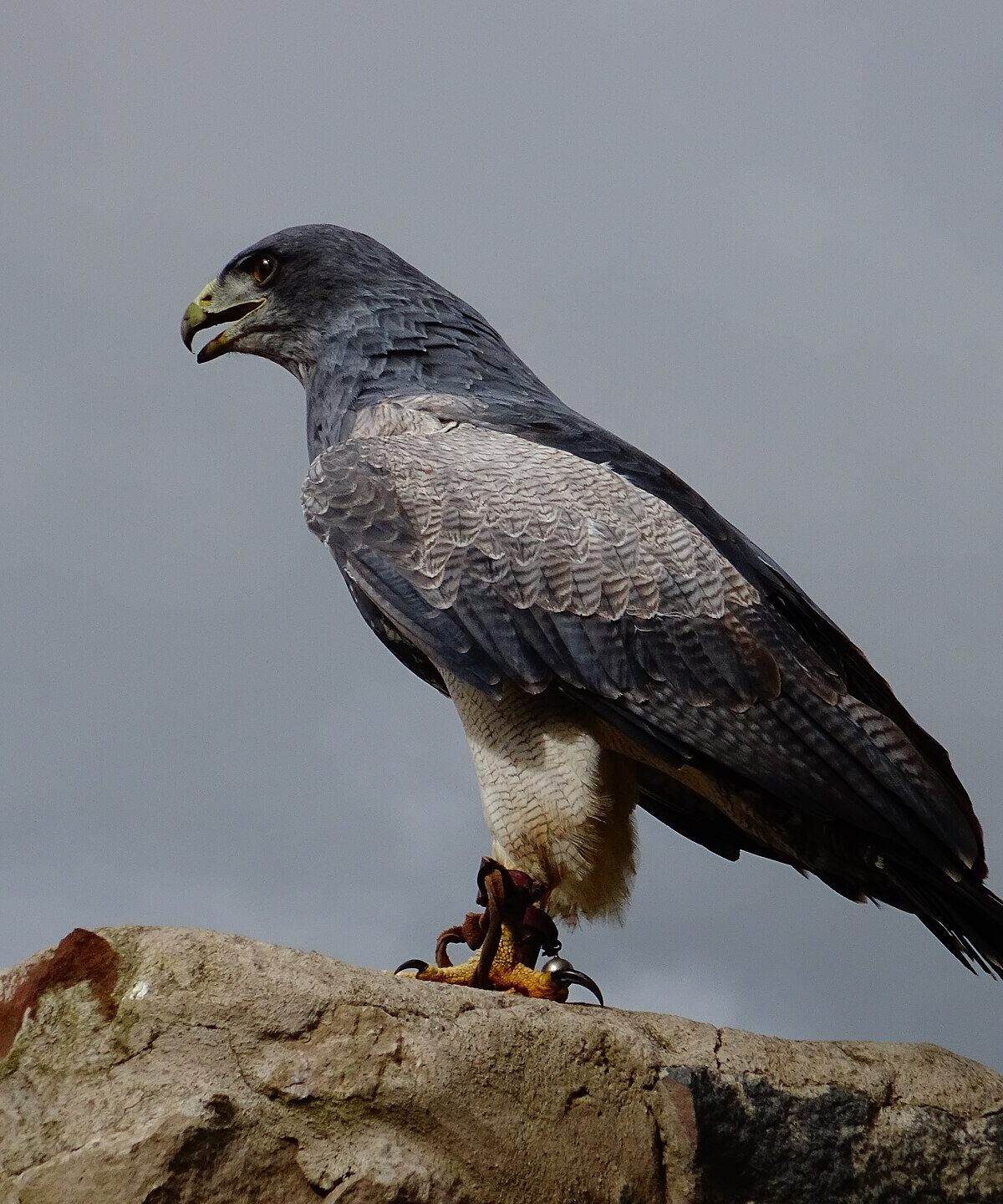 Black-Chested Buzzard-Eagle