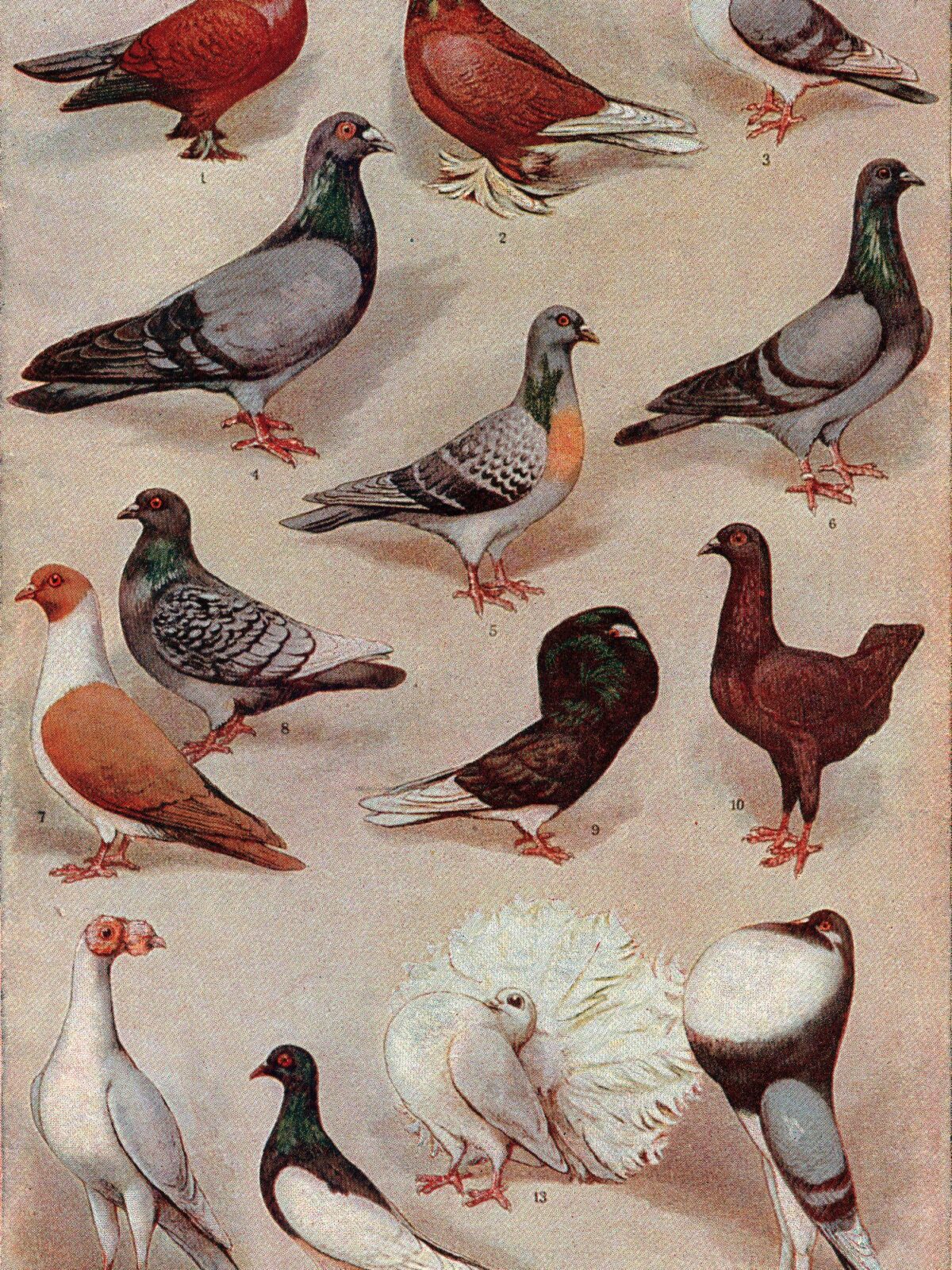 Domestic Pigeon