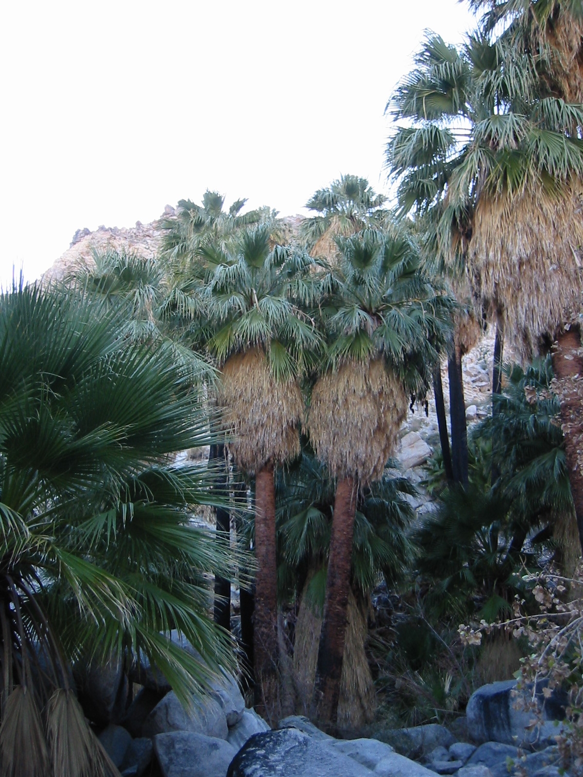 Green Fan Palm