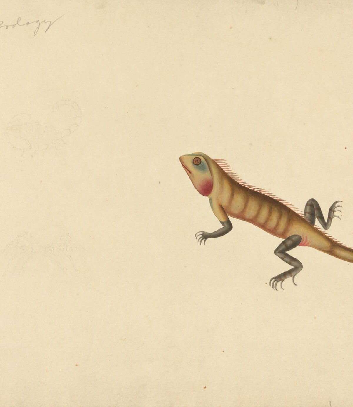 Scorpion Lizard