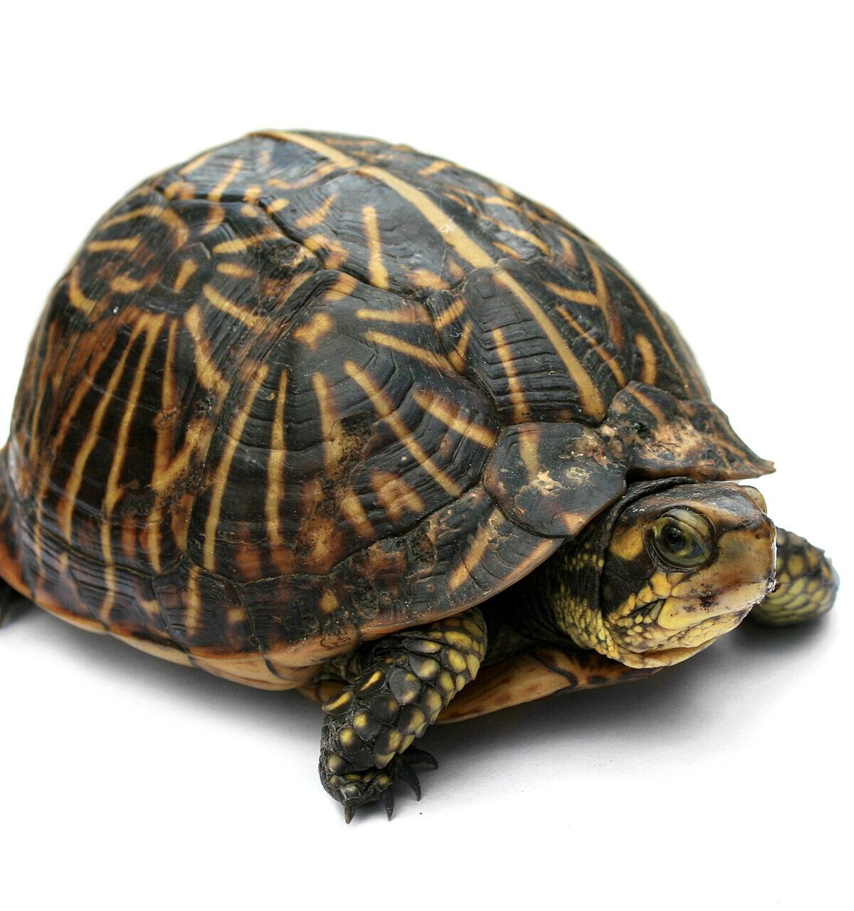 Biting Turtle