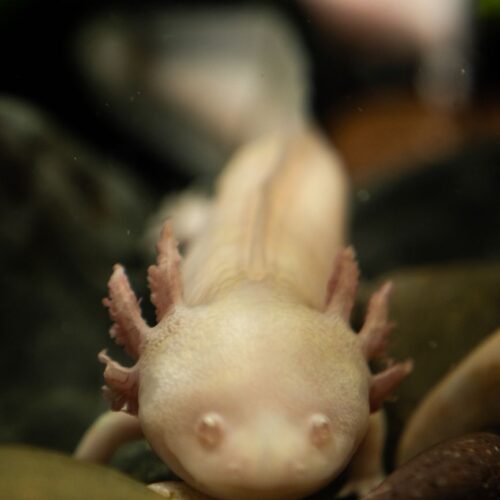 axolotl