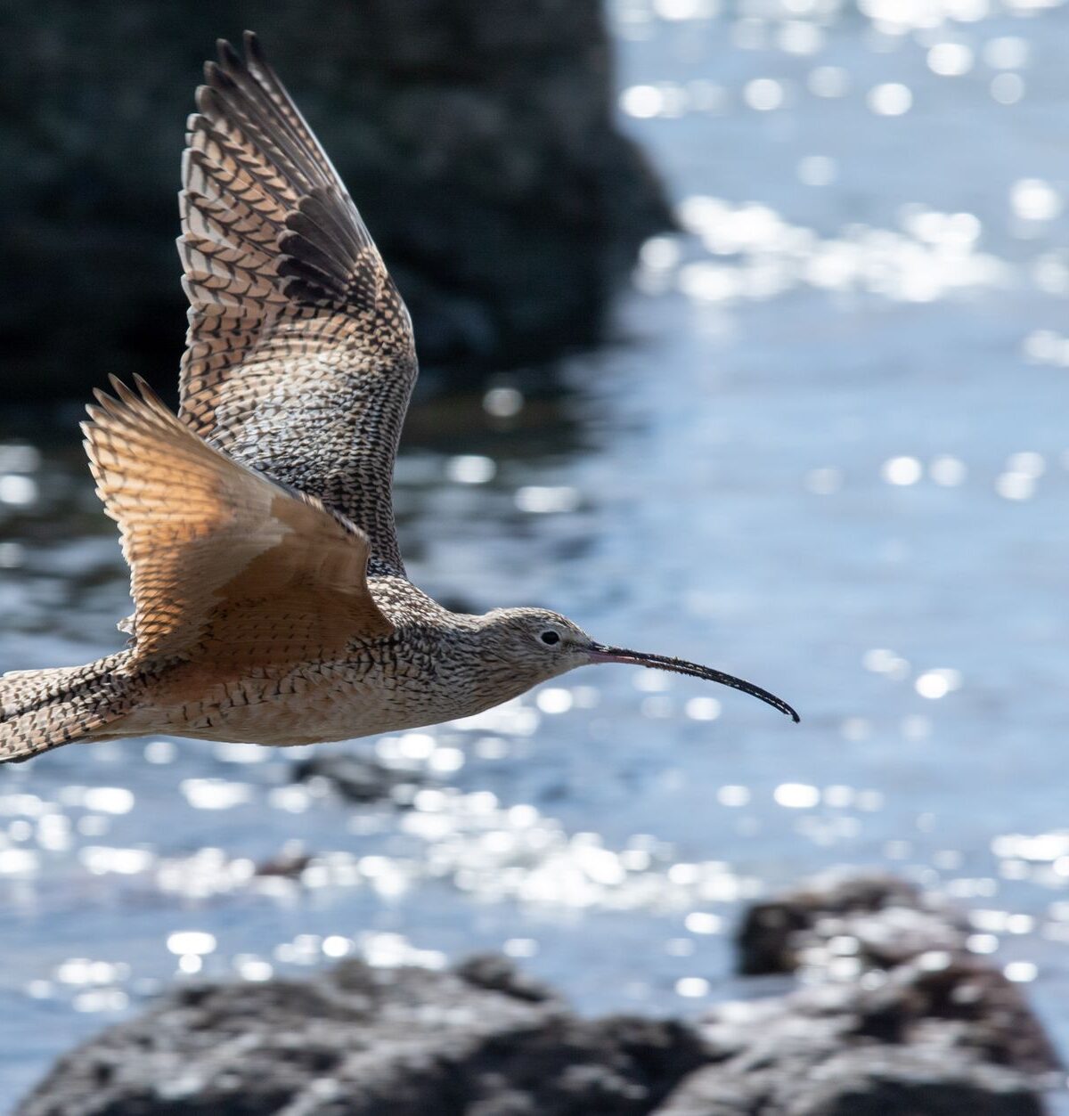 Cape Curlew