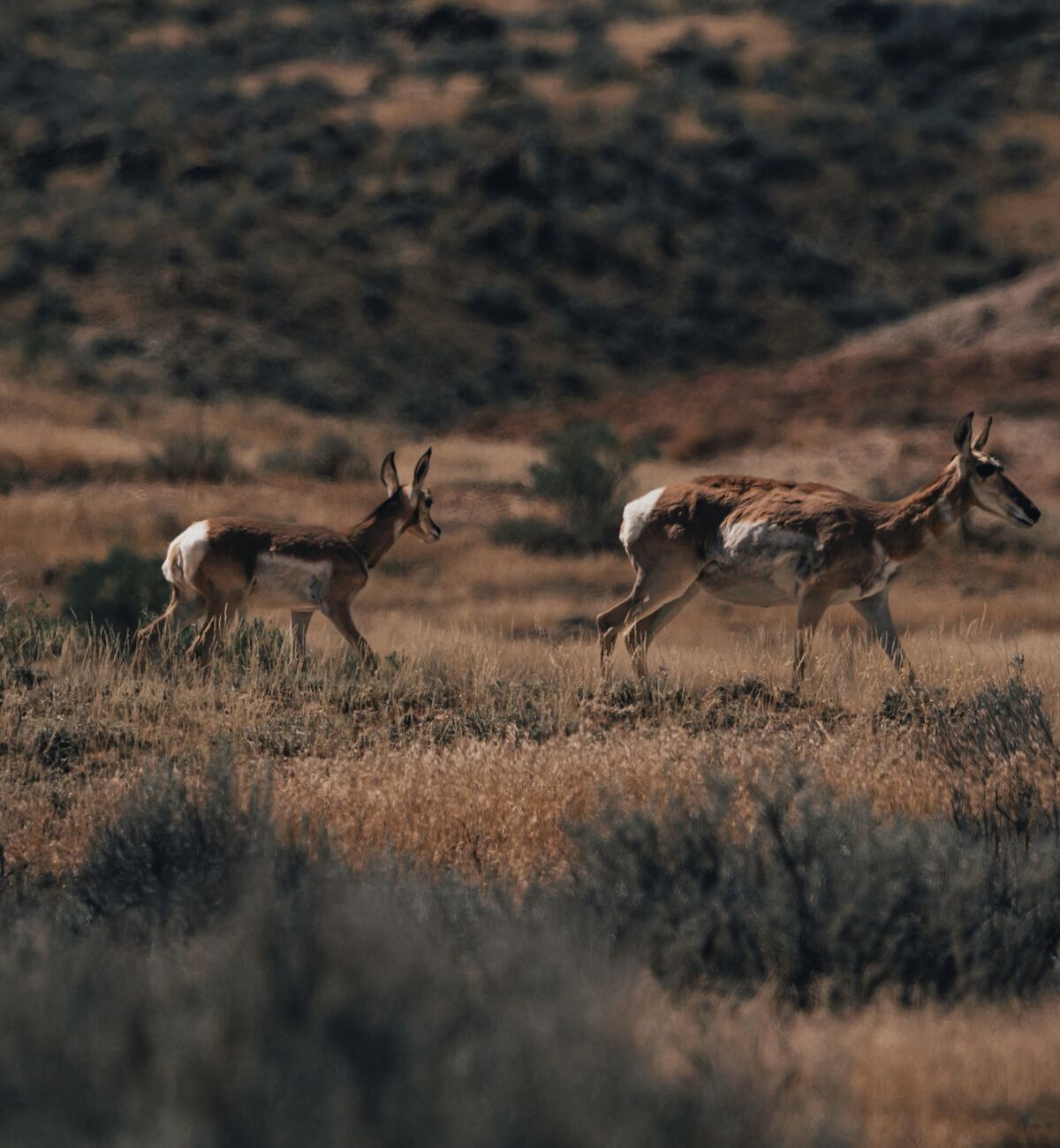 Pronghorn